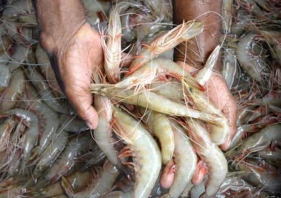 Ấn Độ Xuất khẩu thủy sản tăng nhờ tôm 