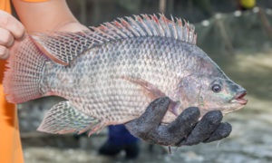 Trung Quốc Một công ty ngừng ngừng sản xuất cá rô phi vì thuế của Mỹ