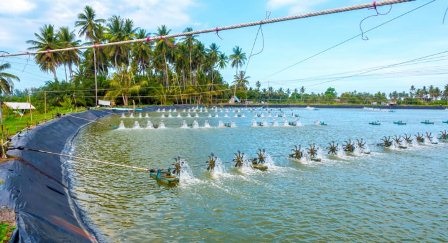 MPEDA Sản lượng tôm Ấn Độ thực chất tăng trong năm 2019