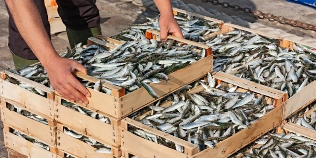 Trung Quốc cho phép nhập khẩu thủy sản Chile sử dụng chứng nhận trực tuyến