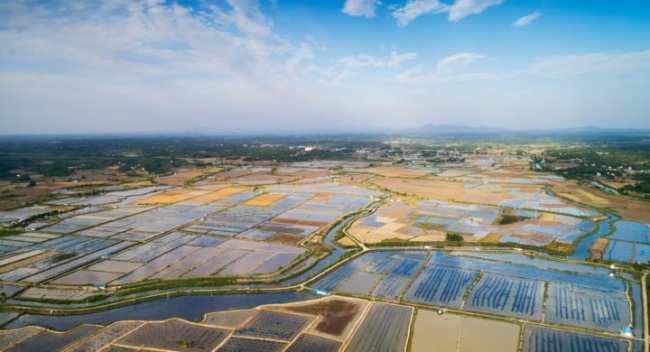 Trung Quốc Bùng phát virus lạ làm chết tôm 