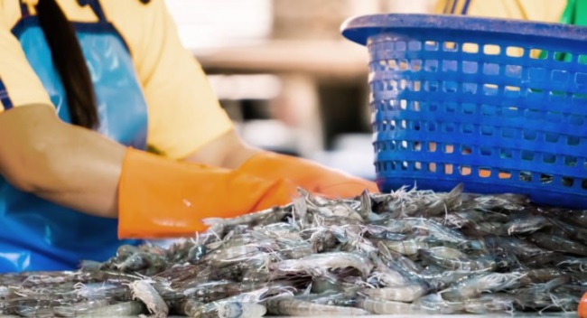 Giá tôm giảm nhanh tại Ecuador và Ấn Độ