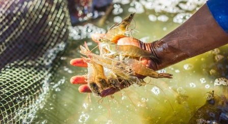 GOAL Sản lượng tôm thế giới vượt 5 triệu tấn năm 2020