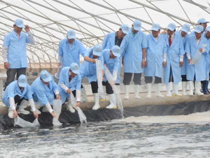 Xây dựng vùng nuôi tôm an toàn dịch bệnh