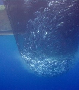 Greenpeace thúc giục các nước quốc đảo Thái Bình Dương bảo tồn cá ngừ