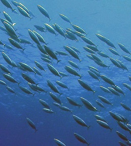 Các biện pháp của IOTC hỗ trợ giá cá ngừ trong nửa cuối năm 2017