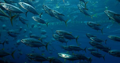 Tây Ban Nha Công ty cá ngừ Calvo tham gia vào IPNLF