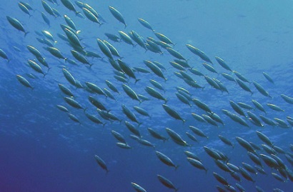 Giá cá ngừ vằn ở Manta tăng