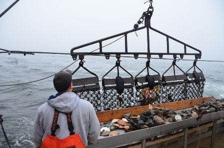 Mỹ Nhu cầu nhập khẩu sò điệp tăng