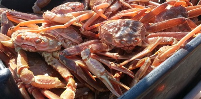 Newfoundland Hạn ngạch cua tuyết giảm 17%