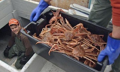 Canada giảm hạn ngạch cua tuyết ở Newfoundland