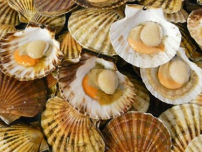 Thị trường sò điệp Mỹ vẫn tiếp tục khan hiếm trong năm 2016