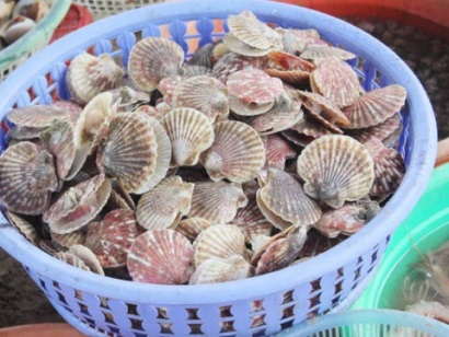 Mỹ Dù sản lượng sò điệp dự kiến tăng, tỷ giá có thể ảnh hưởng đến nguồn cung 