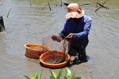 Cà Mau Hiệu quả từ xen canh sò huyết trong vuông tôm