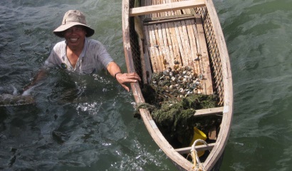 Nuôi sò huyết ở đầm Ô Loan (Phú Yên) Mô hình triển vọng