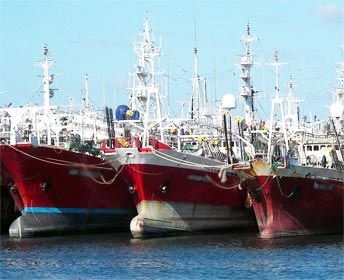 Argentina Sản lượng mực ống khai thác đạt mức cao kỷ lục 