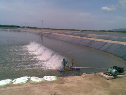 Diện tích nuôi tôm nước lợ của cả nước ước đạt 448 ngàn ha 