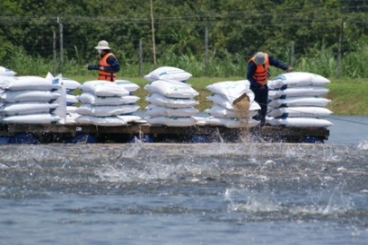 Giá cá tra cao hơn 5.000 - 6.500 đồngkg so với năm trước