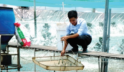 Nuôi tôm công nghiệp trải bạt - bước đột phá cho ngành tôm