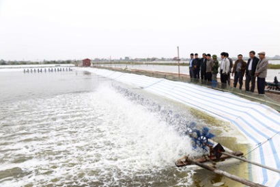 Huyện Hoằng Hóa (Thanh Hóa) Tích cực chuẩn bị các điều kiện thả nuôi tôm vụ xuân - hè 2017
