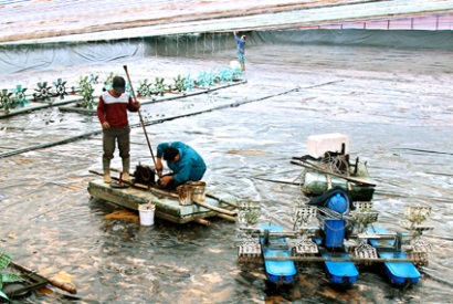 Kim Sơn (Ninh Bình) Nông dân chuẩn bị cho vụ tôm chính vụ 