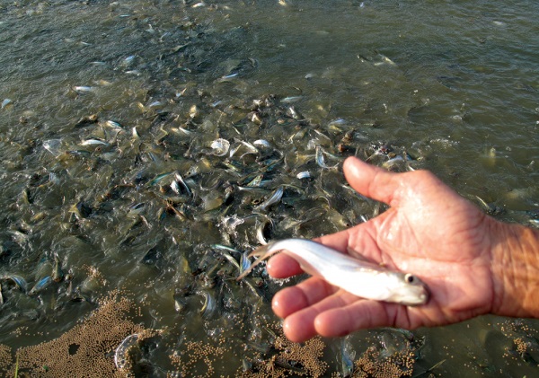 Mời tham dự Khoá tập huấn “Truy xuất nguồn gốc cho chuỗi sản xuất, cung ứng nguyên liệu thuỷ sản - Yêu cầu và giải pháp phát triển các ứng dụng