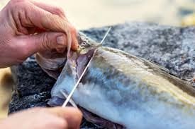 Na Uy Xuất khẩu cá haddock tươi tăng so với cùng kỳ năm 2019