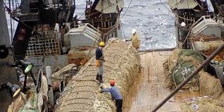 Dự báo TAC cá tuyết Thái Bình Dương của Nga ở mức ổn định trong khi của Mỹ giảm