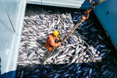 Cá ngừ Thái Bình Dương bị khai thác bất hợp pháp