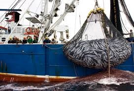 Cá ngừ vằn của Ecuador khan hiếm do lệnh cấm veda tại Đông Thái Bình Dương