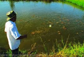 Thị xã Long Mỹ (Hậu Giang) Thu hoạch 300ha cá nuôi trên ruộng