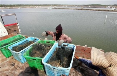 Ấn Độ Nhu cầu tăng mạnh bù đắp cho giá tôm giảm 