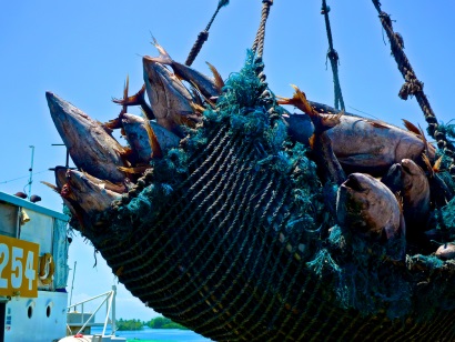 Hoạt động mua bán cá ngừ vằn tại Bangkok ở mức thấp