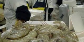 Ấn Độ và Ecuador Giá tôm nguyên liệu tăng 