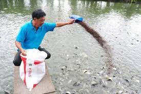 Chuyển sang nuôi cá, ngủ ngon hơn!