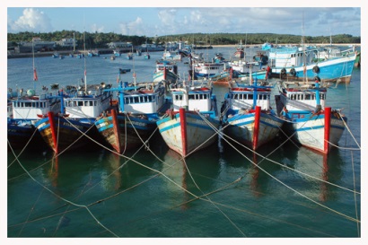 Tuy Phong (Bình Thuận) Liên kết chuỗi giá trị sản phẩm thủy sản