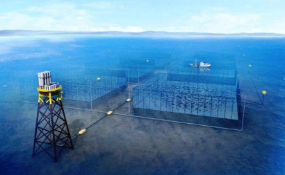 Nuôi thủy sản ngoài khơi có xu hướng tăng đến năm 2050