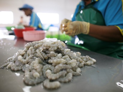 Thái Lan Thiếu lao động cho ngành chế biến tôm 