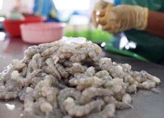 Thái Lan Giá tôm ổn định hoặc tăng trong năm 2017