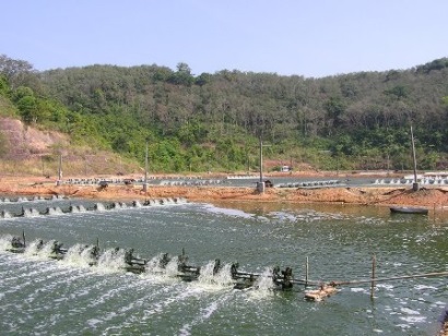 Thái Lan Số người nuôi tôm giảm 1.000 người 