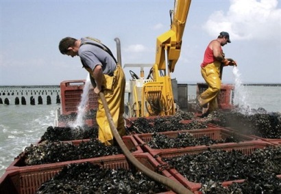 Chile Sản lượng vẹm dự kiến giảm trong năm 2018