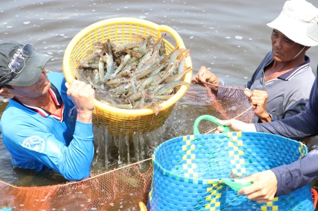 Thị trường đang cần gì ở tôm Việt