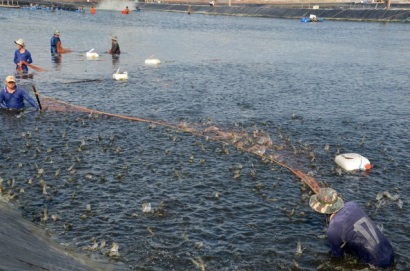 Cái Nước (Cà Mau) Hội thảo nhân rộng mô hình nuôi tôm theo quy trình BioFloc