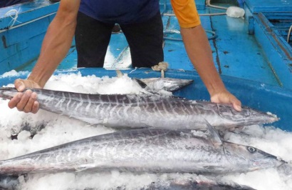 Giá cá thu lại giảm mạnh