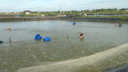 Hiệu quả mô hình nuôi tôm sử dụng chế phẩm sinh học, không sử dụng hóa chất, kháng sinh