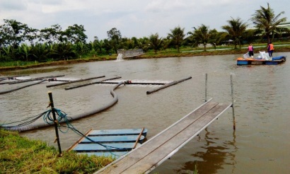 Người nuôi cá tra có thể tăng lời và giảm ô nhiễm môi trường
