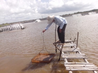 Cà Mau Tôm nuôi thiệt hại trong vùng dự án CRSD năm 2016 còn 3,4%