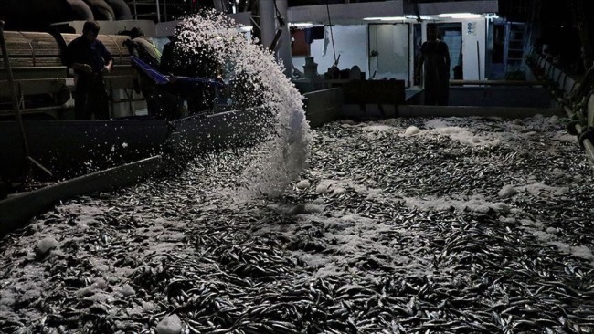 Ngư dân Thổ Nhĩ Kỳ khai thác bất hợp pháp bị phạt 2,4 triệu USD