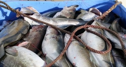 Na Uy Xuất khẩu thủy sản giảm trong tháng 9