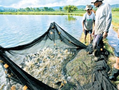 Honduras Xuất khẩu cá rô phi dự kiến tăng năm 2016